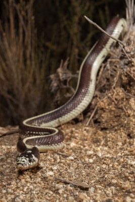 California King Snake, striped mutation in the wild. 