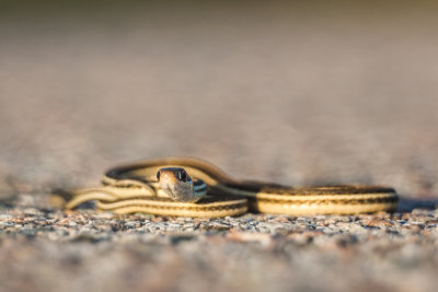 Gulfcoast Ribbon Snake