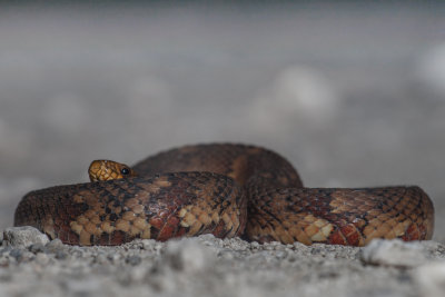 Nerodia fasciata - Broad-banded Water Snake