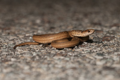 Marsh Brown Snake