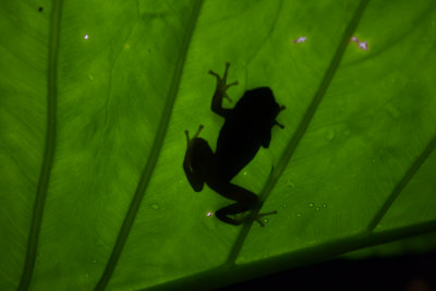 Squirrel Tree Frog through leaf