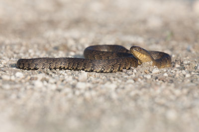 Mississippi Green Water Snake