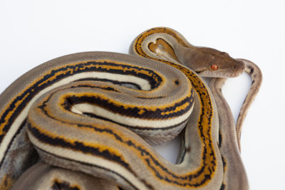 Genetic Stripe Reticulated Python