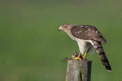 Cooper's Hawk on Grackle prey