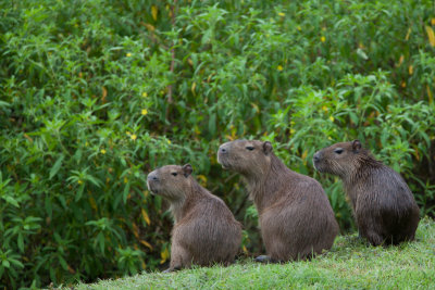 Lesser Capybara