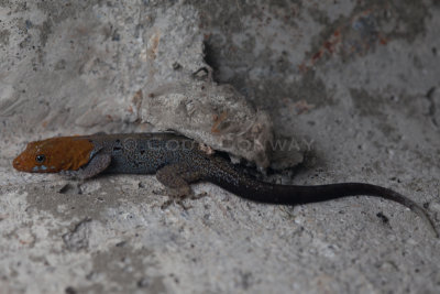 Male, Yellow-headed Gecko