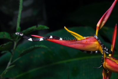 Hatchling Snail-eating Snake on Heliconia 