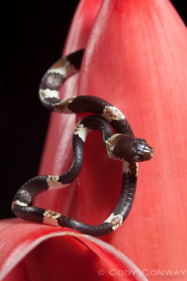 Snail-eating Snake (Hatchling)