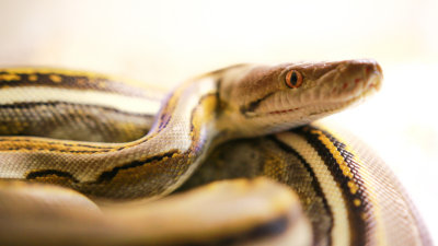 Genetic Stripe Reticulated Python