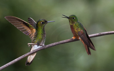 Buff-tailed Coronet and Chestnut-breasted Coronet
