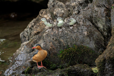 Female Torrent Duck with young, Guango River, Ecuador