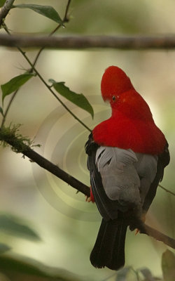 Andean Cock-of-the-Rock 