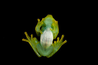 Peppered Glass Frog, Sachatamia Lodge, Ecuador