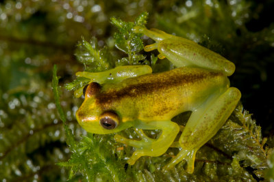 Peppered Glass Frog