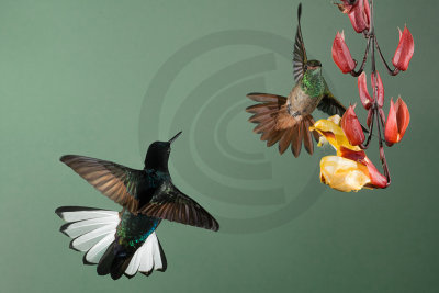 Purple-velvet Coronet and Rufous-tailed Hummingbird, Sachatamia Lodge, Mindo Ecuador