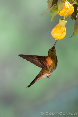 Buff-tailed Coronet