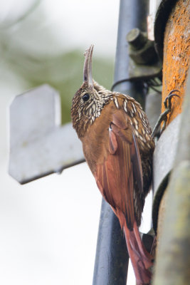 Strong-billed Woodcreeper