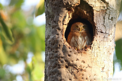 Colima Pygmy Owl