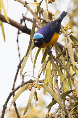 Elegant Euphonia