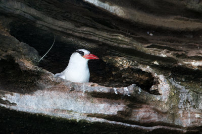 Red-billed Tropic Bird