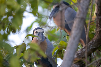 Boat-billed Heron