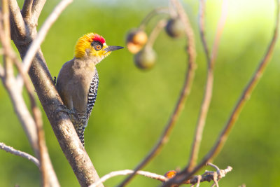 Golden-cheeked Woodpecker