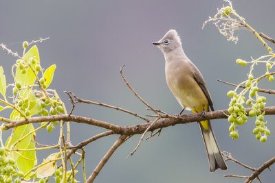 Gray Silky Flycatcher