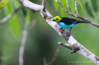 Paradise Tanager photographed at more than 100 ft above the forest floor in the amazon