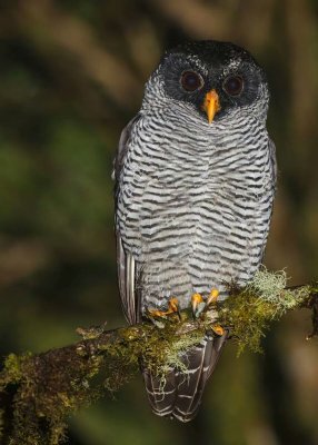 Black and White Owl