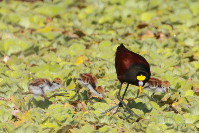 Northern Jacana