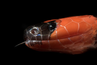 Coral Snake Head