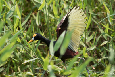 Northern Jacana