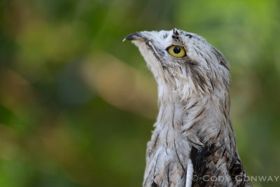 Northern Potoo