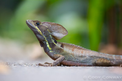 Striped Basilisk