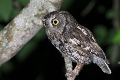 Eastern Screech Owl, Jefferson County