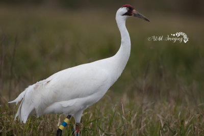 Birds of the United States