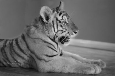 Bindi, Bengal Tiger