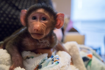 Barrington, Olive Baboon (4 weeks old)