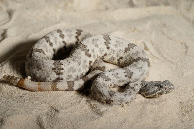 Captive Snake Photography