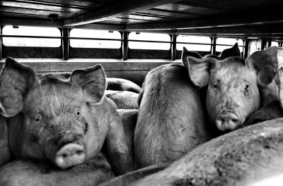 pigs.jpg