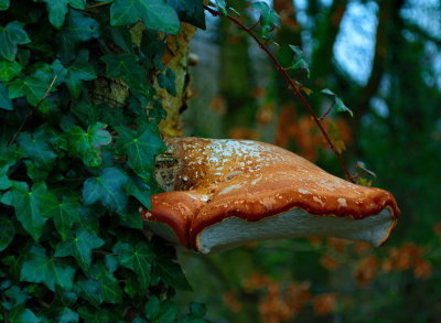 dryads saddle.jpg