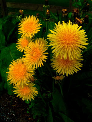 dandelion 2.jpg