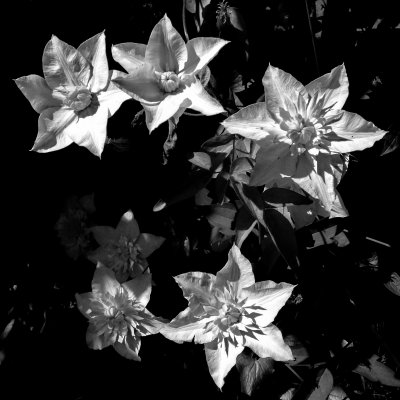 flower 1 b&w.jpg