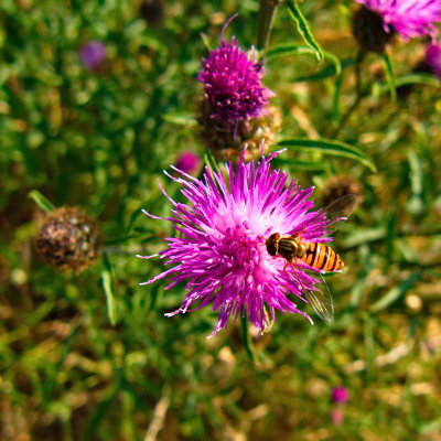 flower & wasp 2.jpg