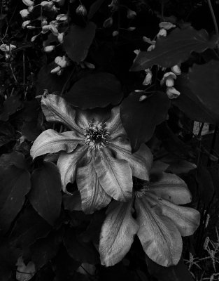 flower 1.jpg