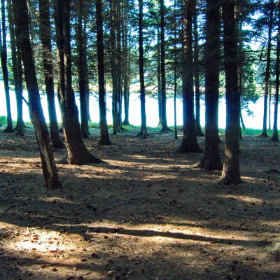woods 2.jpg