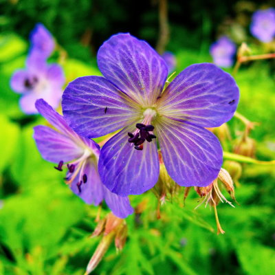 flower 3.jpg