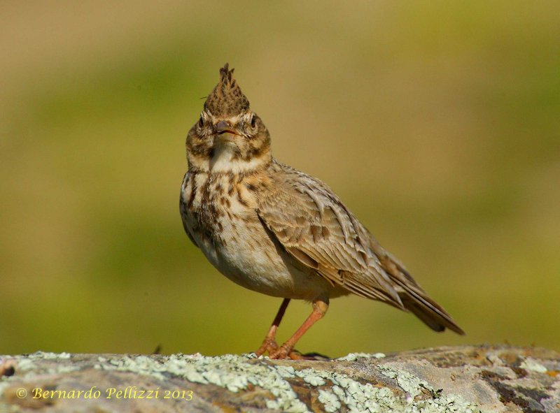 Crested lark (Galerida cristata)