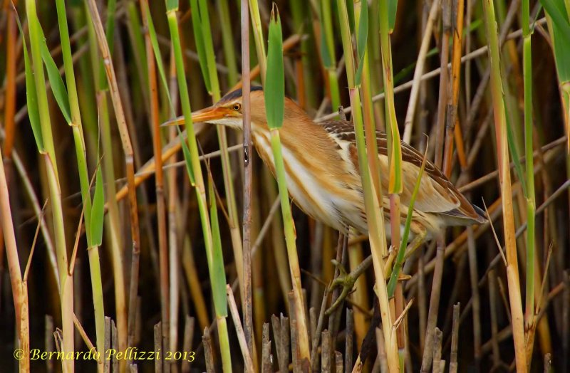 Little Bittern (Ixobrychus minutus)