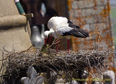 White stork